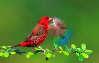 525 - RED MUNIA WITH  PEACOCK FEATHER - K P MARTIN - india